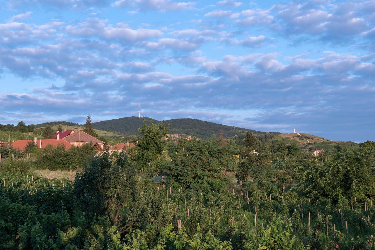 Pataky Borporta Bed & Breakfast Tarcal Bagian luar foto